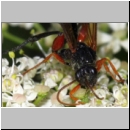 Phaenolobus terebrator - Schlupfwespe w01d 12mm - Sandgrube Niedringhaussee det06.jpg